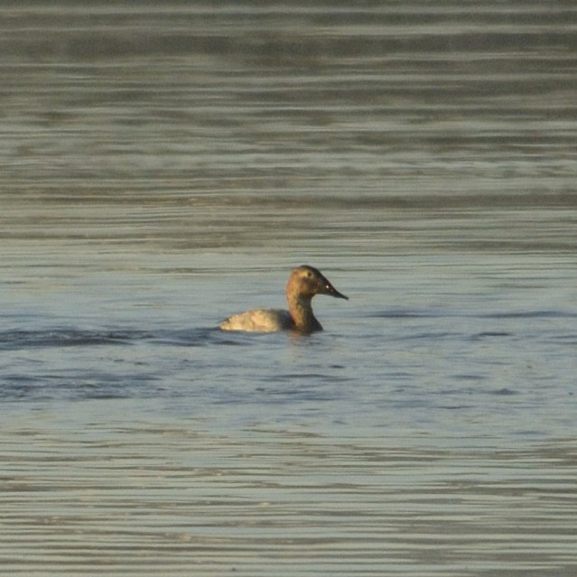 Canvasback - ML626644492