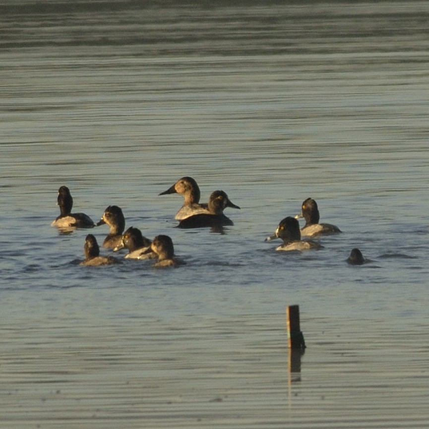 Canvasback - ML626644493