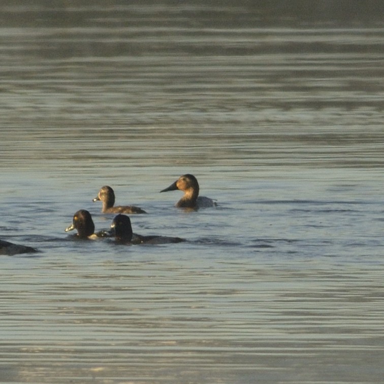 Canvasback - ML626644494