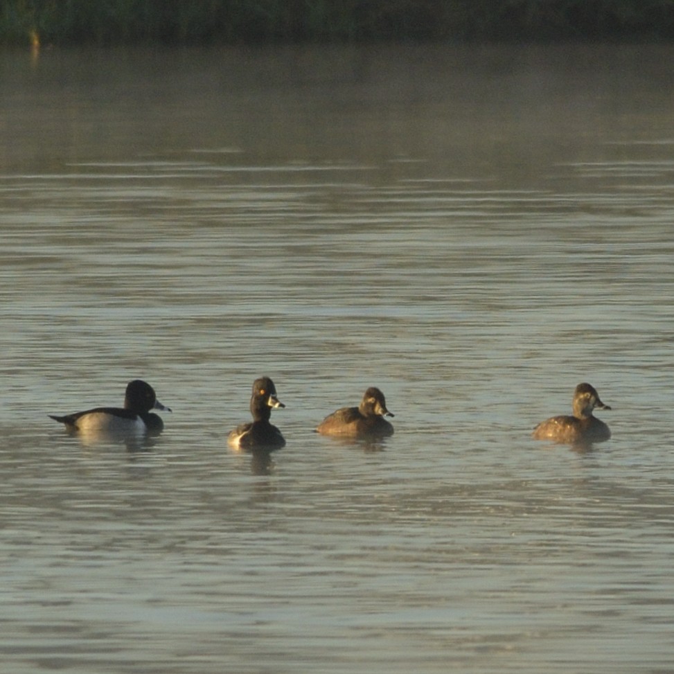 Ring-necked Duck - ML626644499