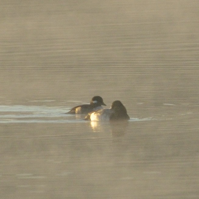 Bufflehead - ML626644503