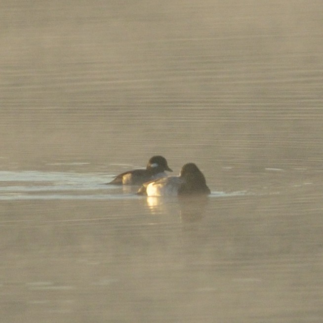 Bufflehead - ML626644503