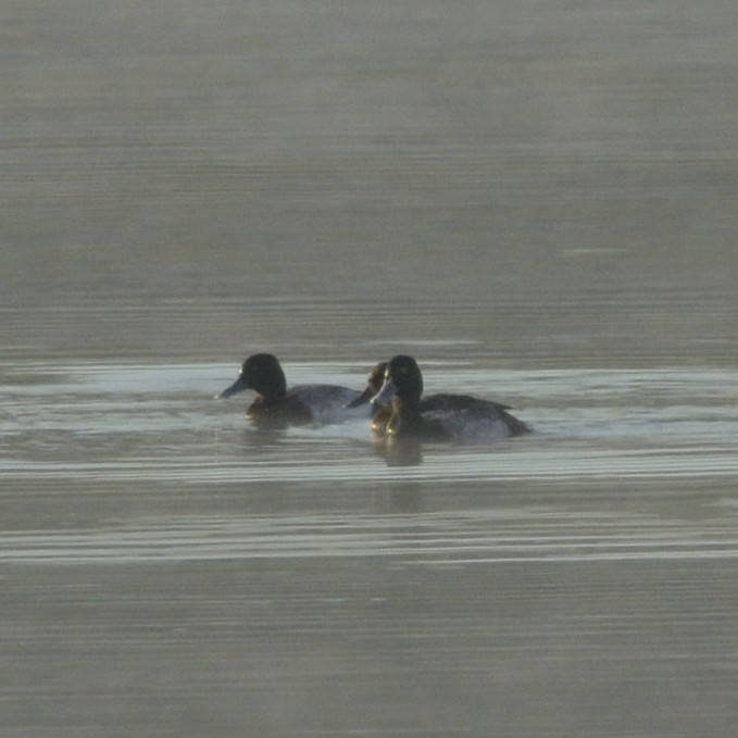 Lesser Scaup - ML626644513