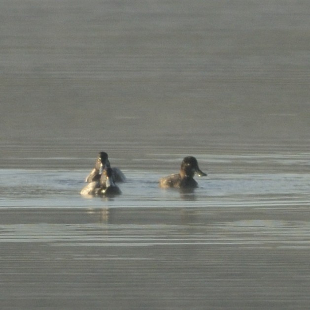 Lesser Scaup - ML626644514