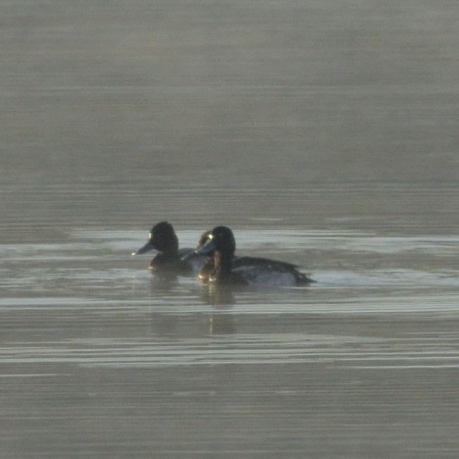 Lesser Scaup - ML626644515