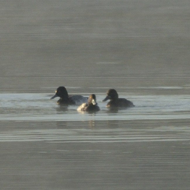 Lesser Scaup - ML626644516