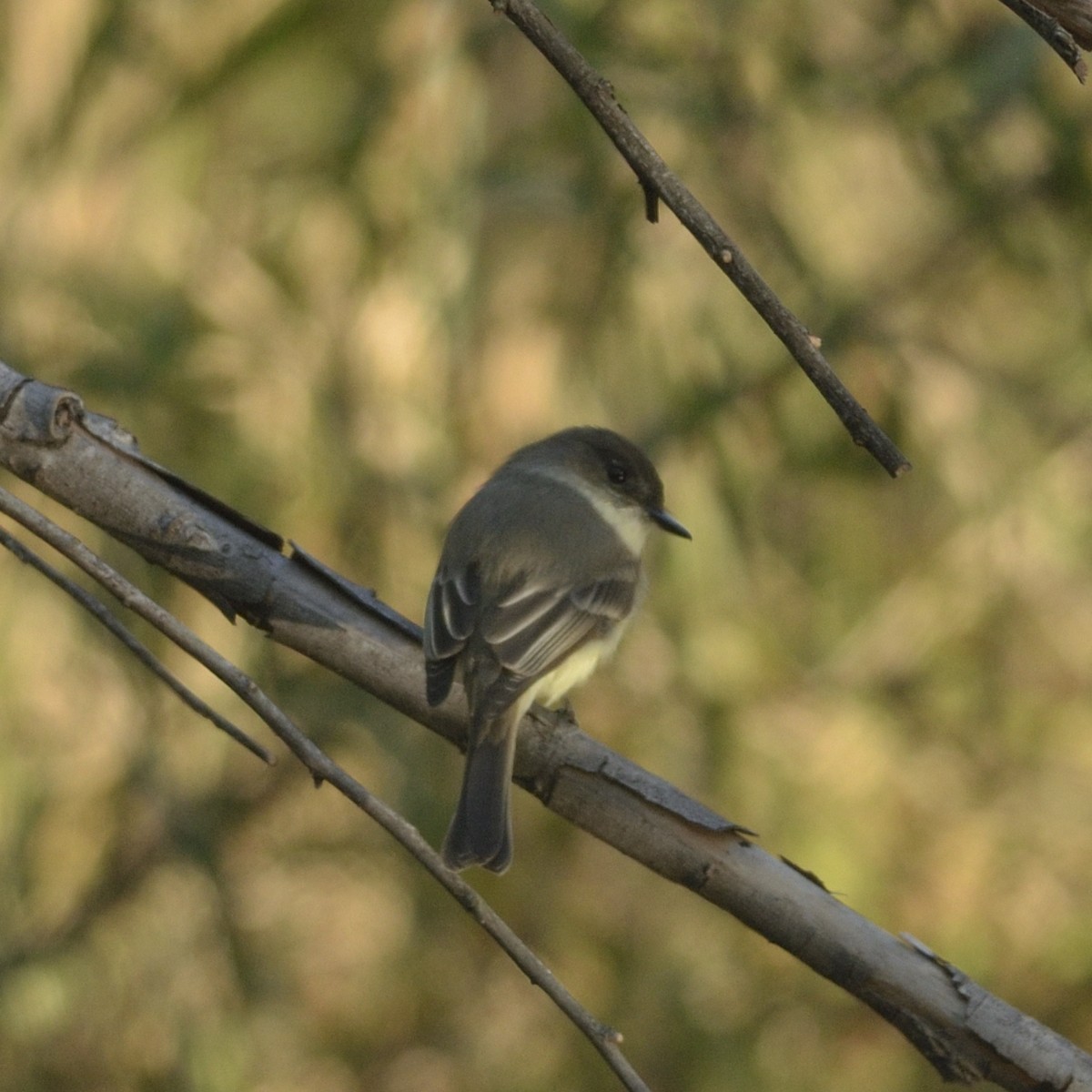 Eastern Phoebe - ML626645010