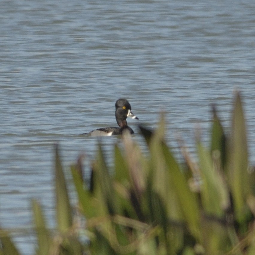 Ring-necked Duck - ML626645014