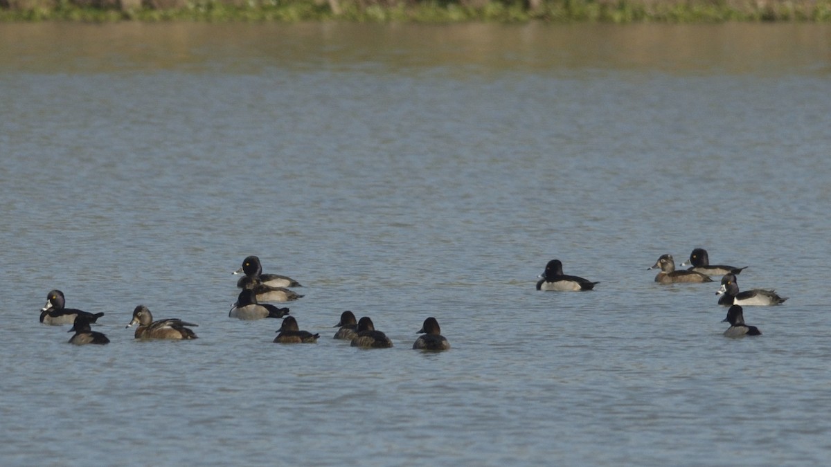 Ring-necked Duck - ML626645015