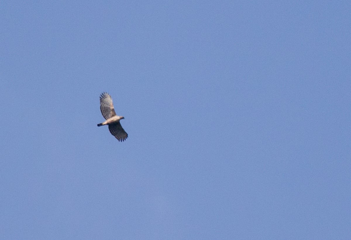 Mountain Hawk-Eagle - ML626645105