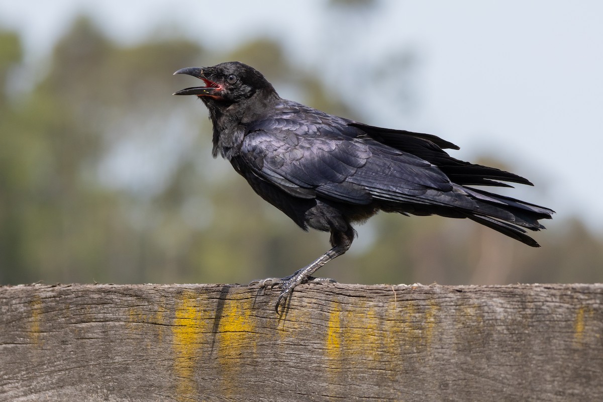 Australian Raven - ML626645199