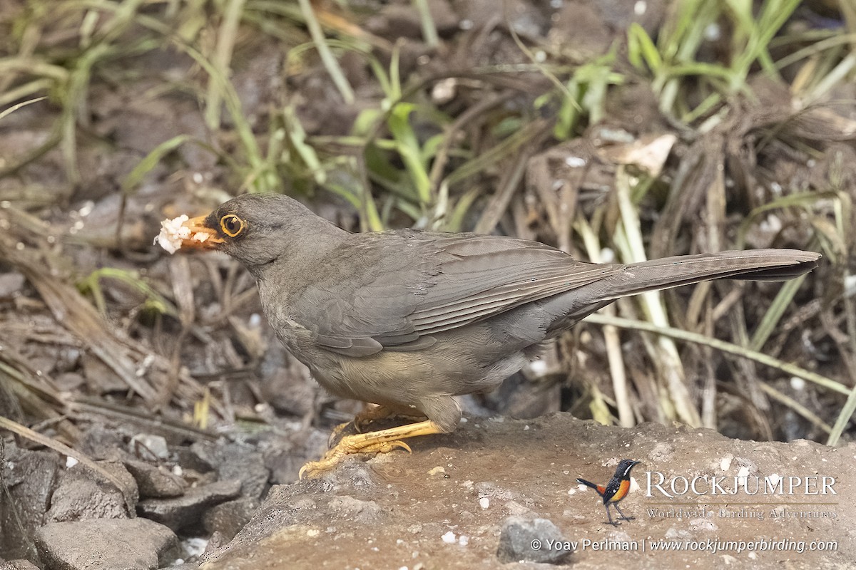 Abyssinian Thrush - ML626645384