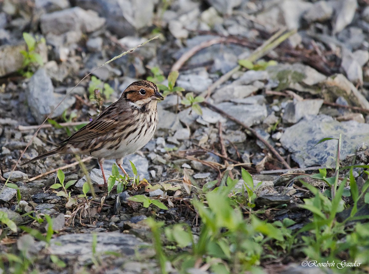 Little Bunting - ML626645555