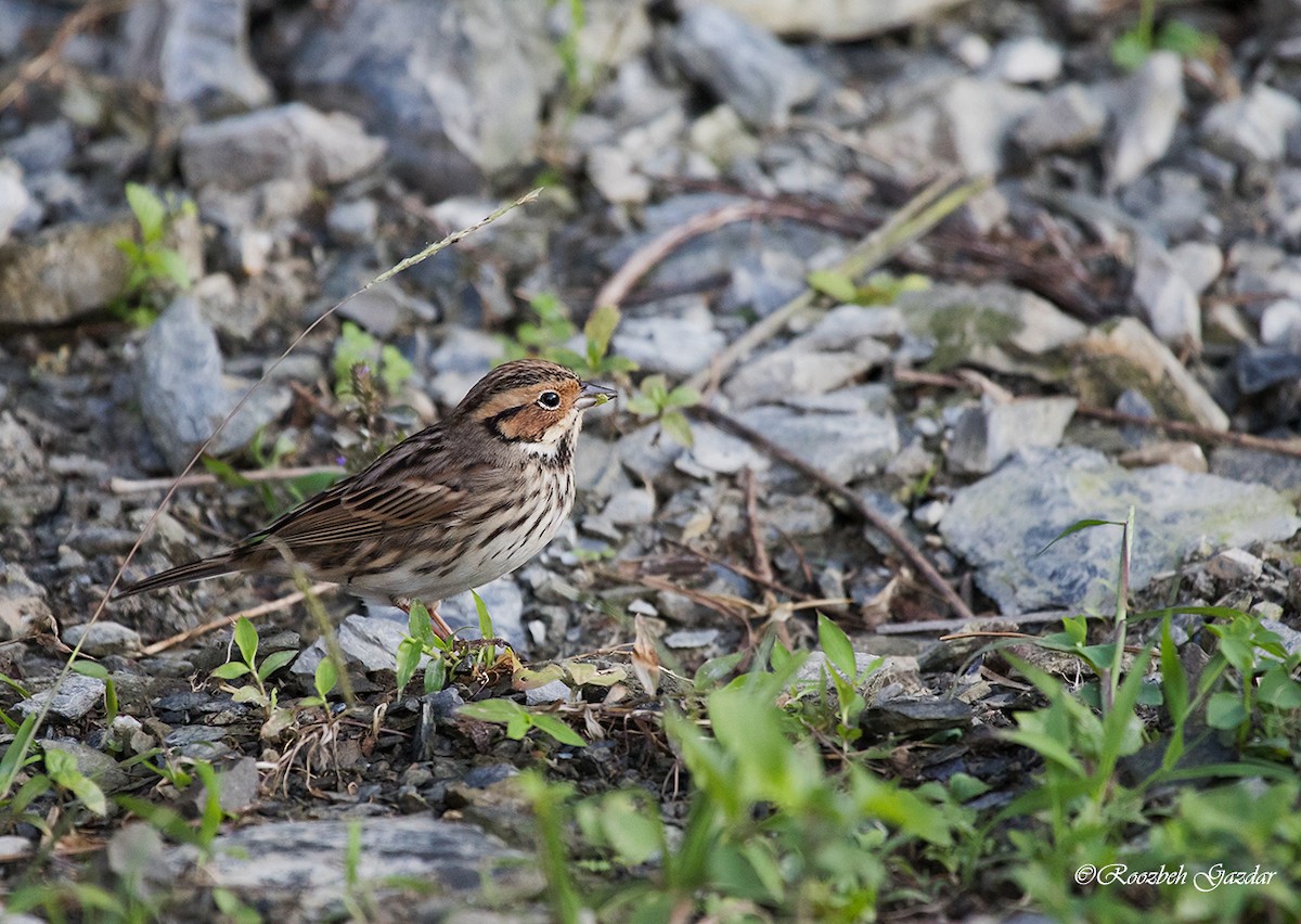 Little Bunting - ML626645559