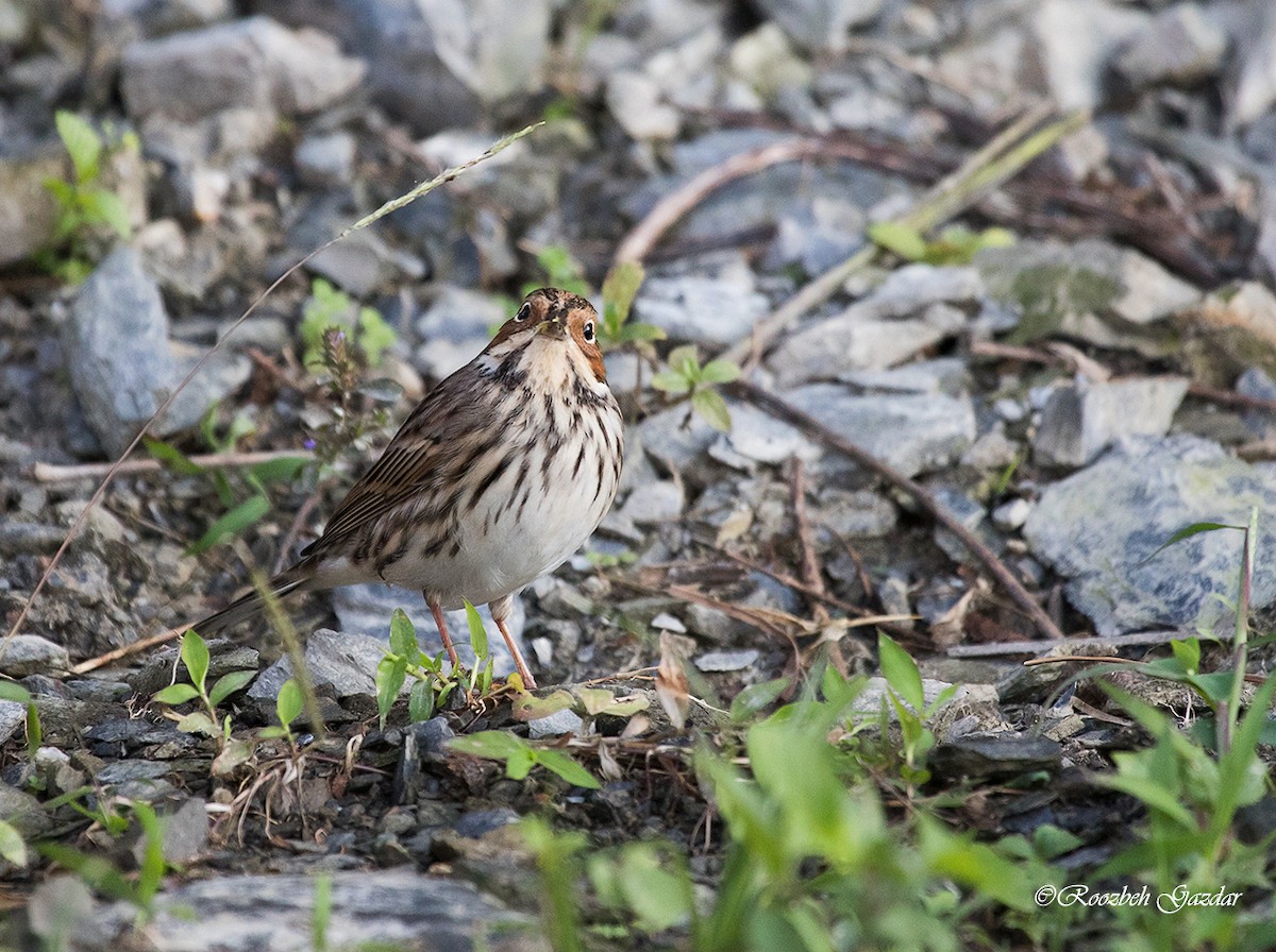 Little Bunting - ML626645560