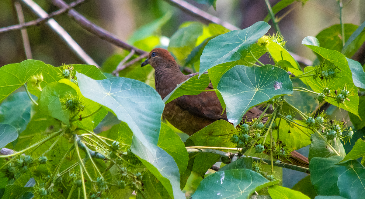 Brown Cuckoo-Dove - ML626645572