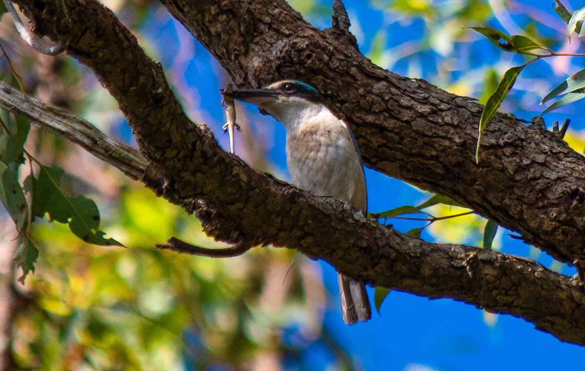 Sacred Kingfisher - ML626645582