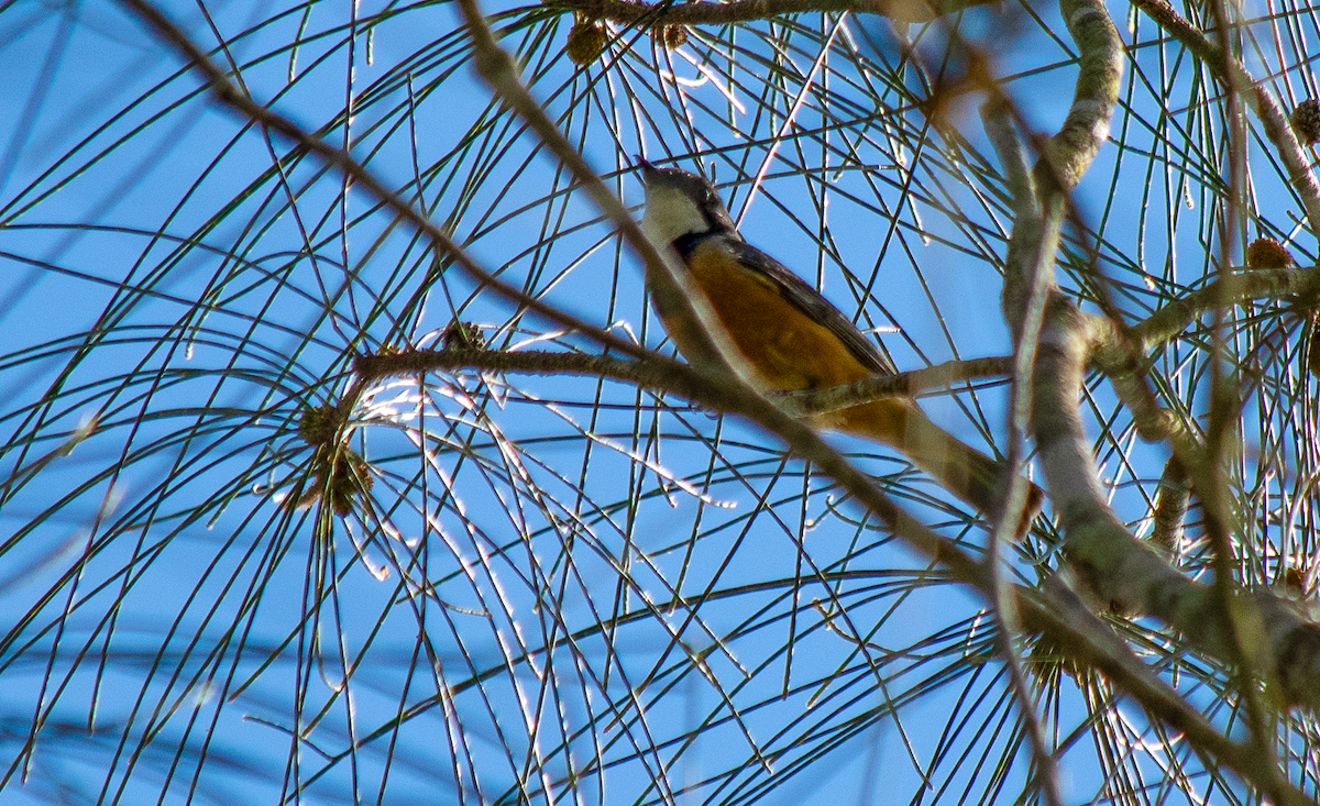 Rufous Whistler - ML626645590