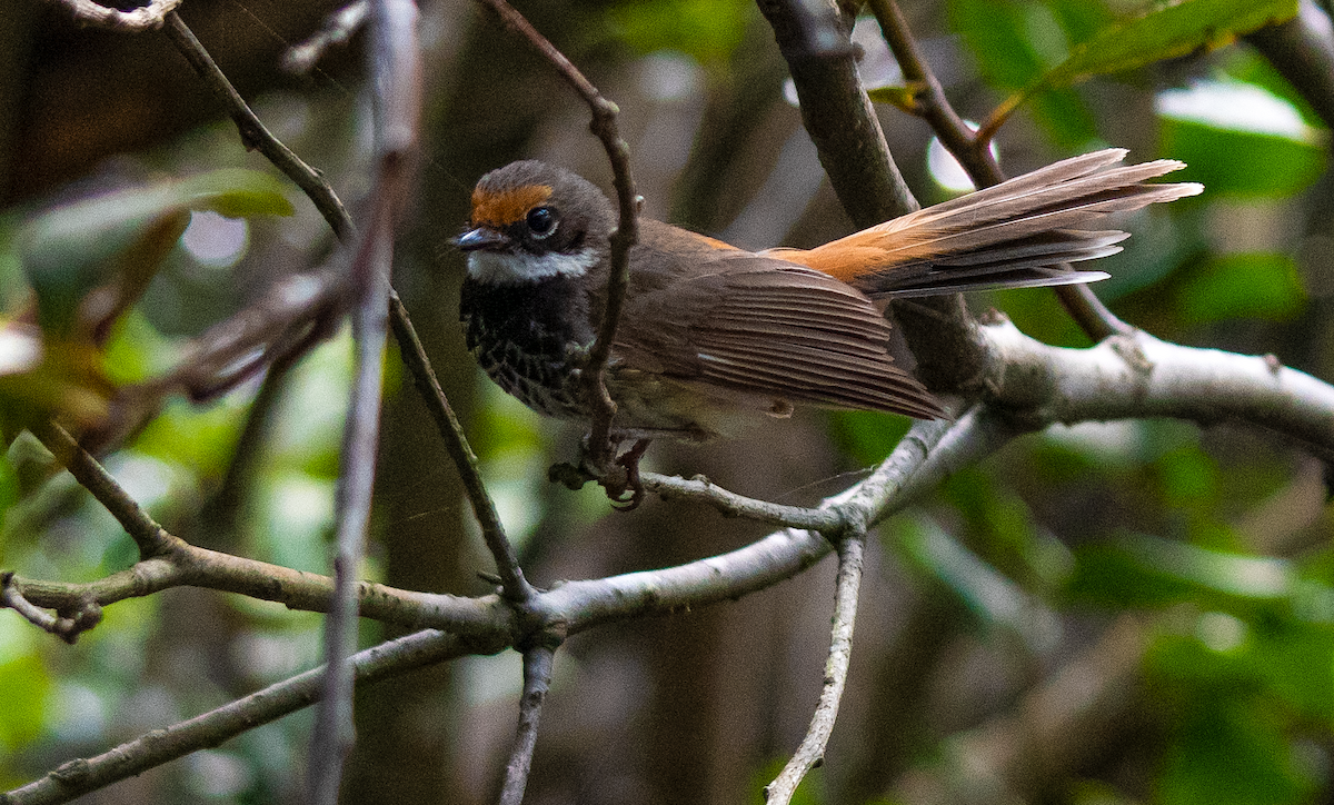 Australian Rufous Fantail - ML626645595