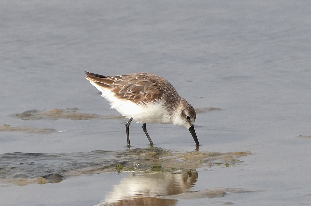 Western Sandpiper - ML626645636
