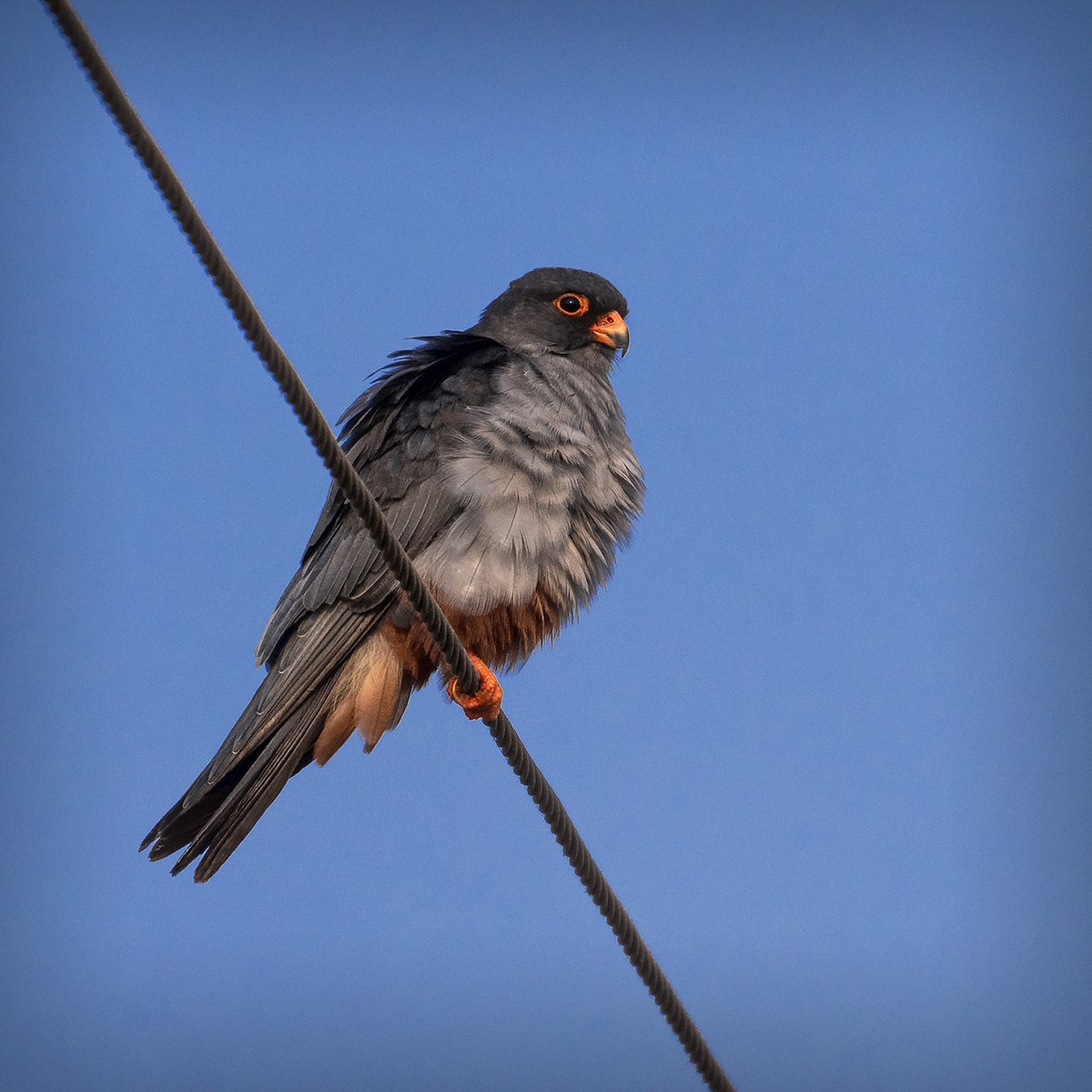 Амарын шонхор - ML626645710