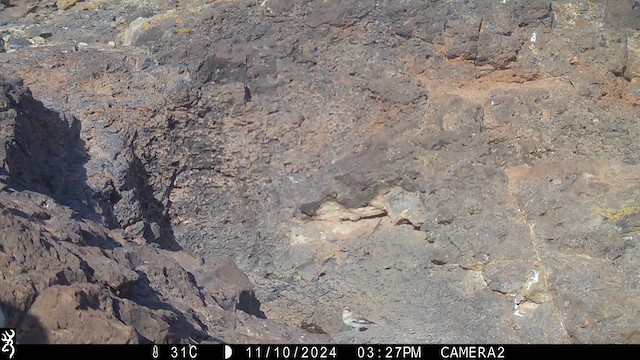 Escribano Nival - ML626645740