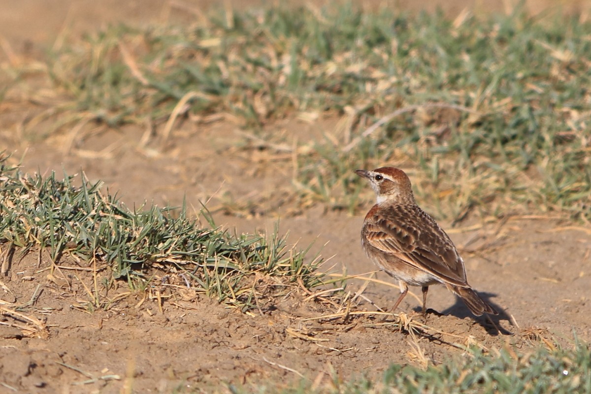 Red-capped Lark - ML626645803