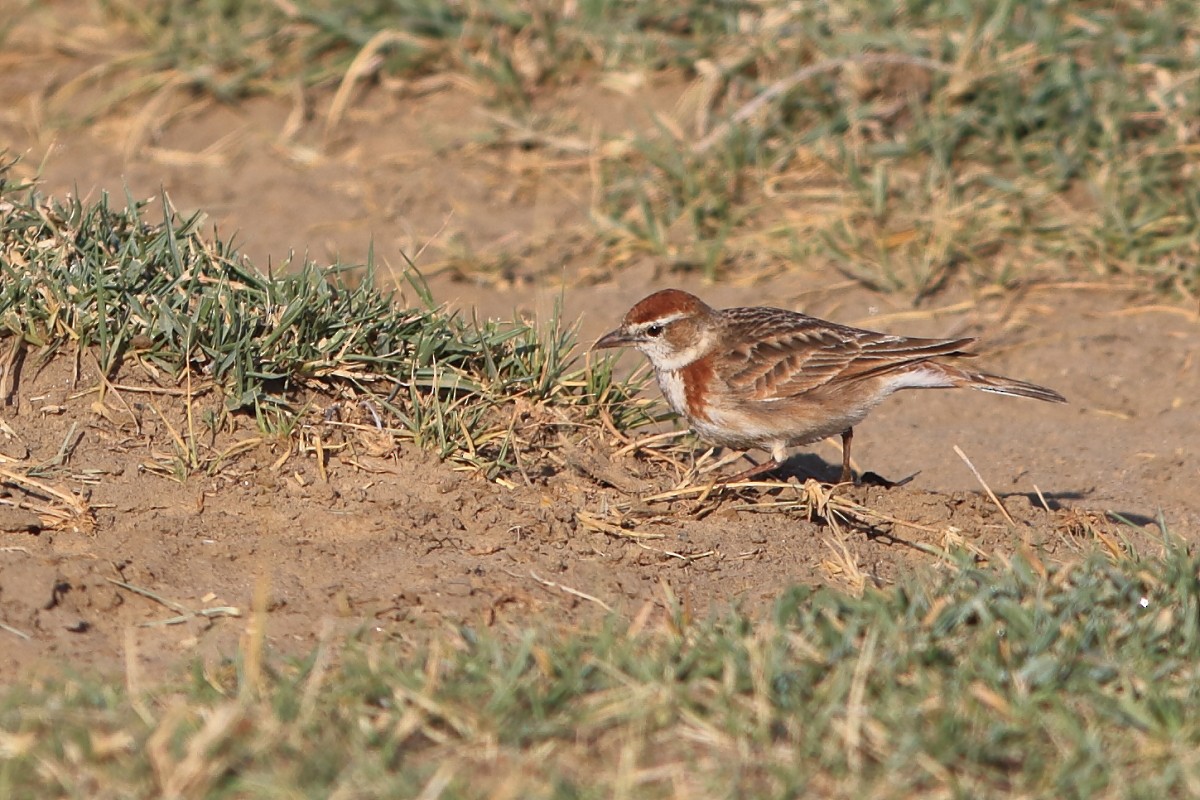 Red-capped Lark - ML626645804