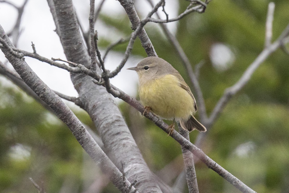 Orange-crowned Warbler - ML626645826