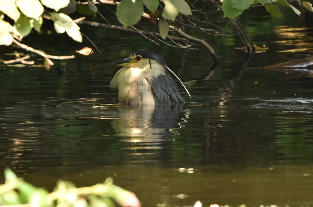 Black-crowned Night Heron - ML626645869