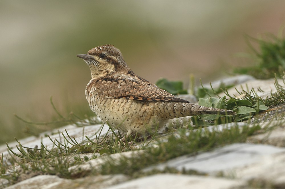 Eurasian Wryneck - ML626645879