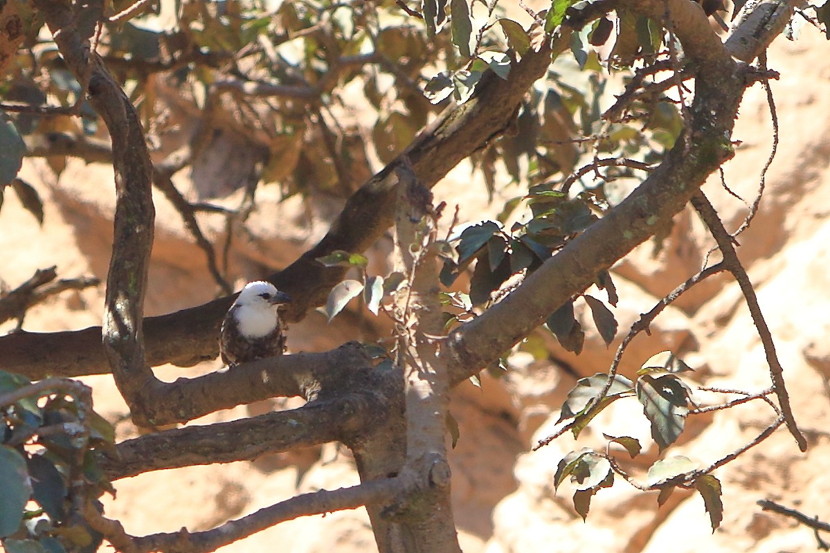 Weißkopf-Bartvogel - ML626646156