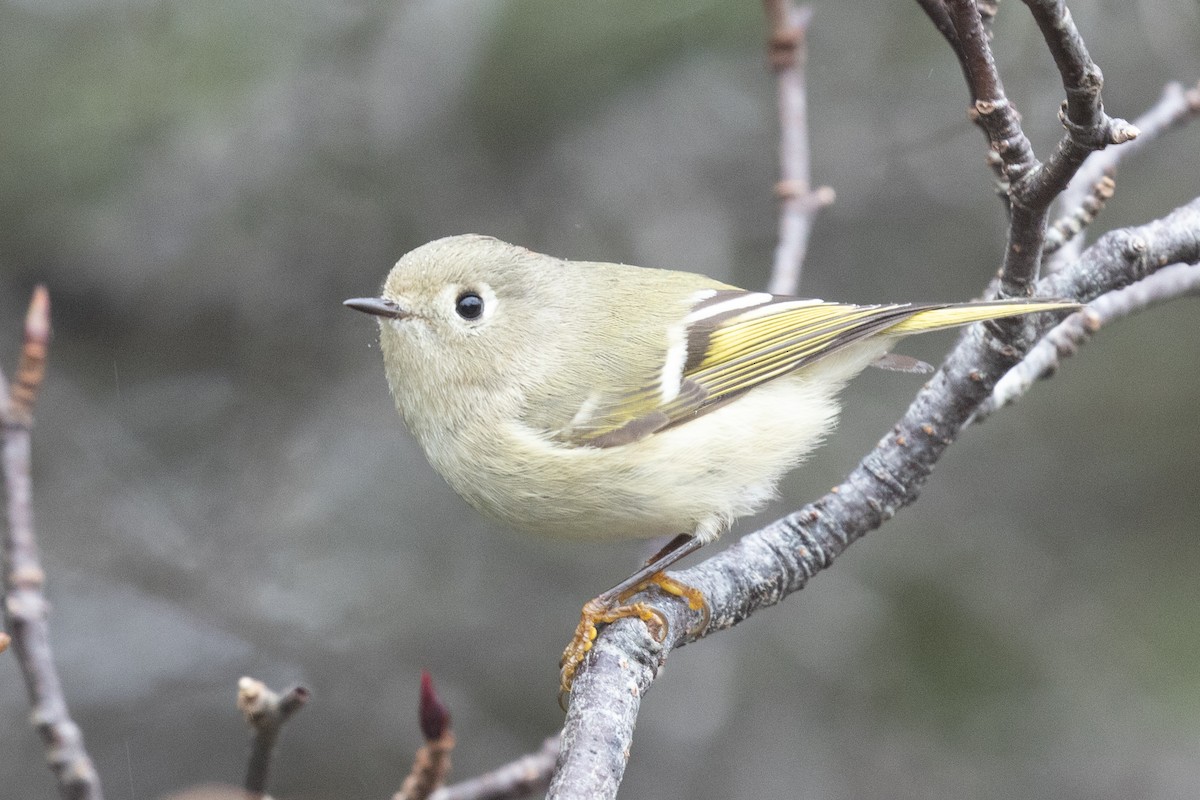 Ruby-crowned Kinglet - ML626646182
