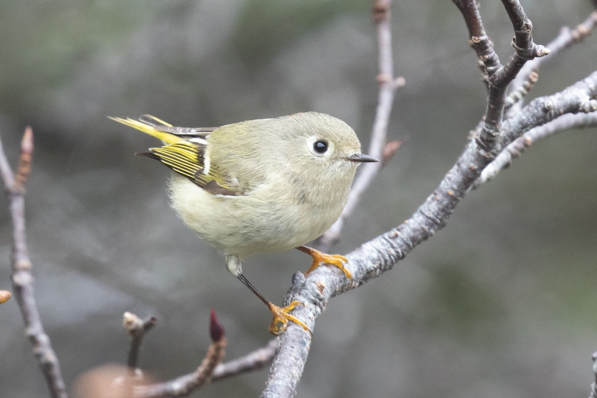 Ruby-crowned Kinglet - ML626646183