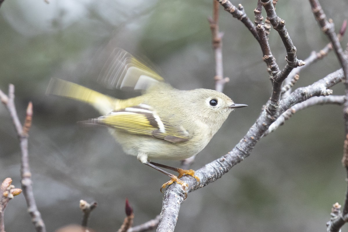 Ruby-crowned Kinglet - ML626646186