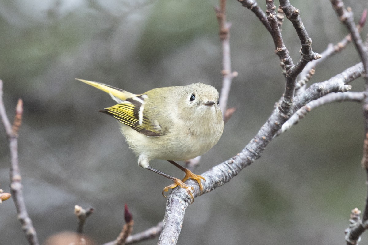 Ruby-crowned Kinglet - ML626646192