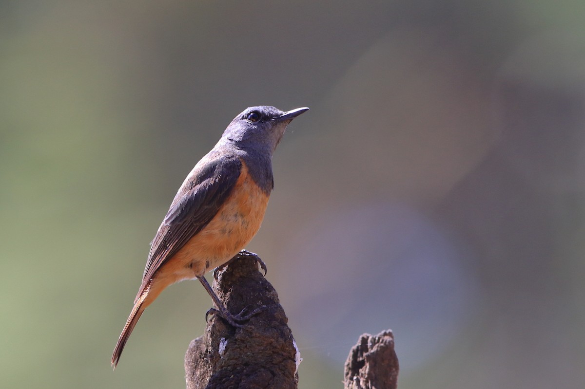 Little Rock-Thrush - ML626646208