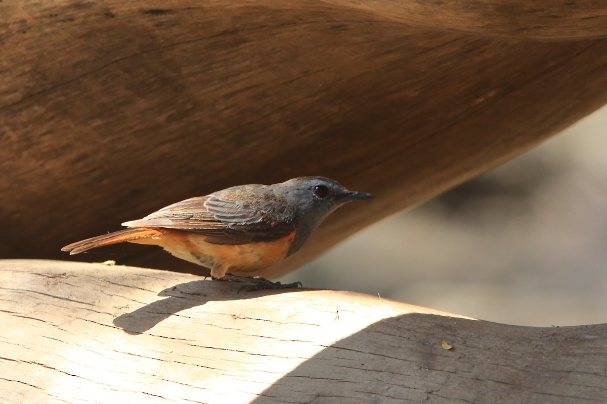 Little Rock-Thrush - ML626646209