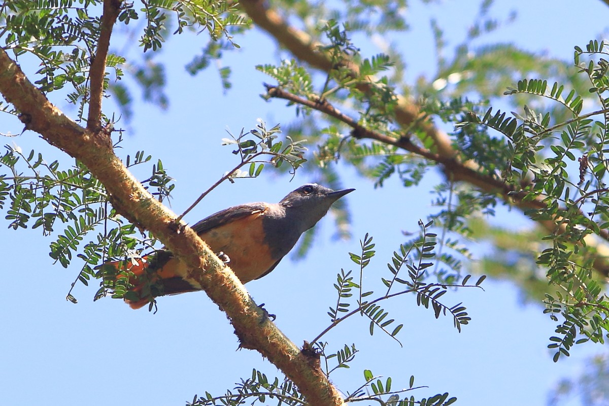 Little Rock-Thrush - ML626646210