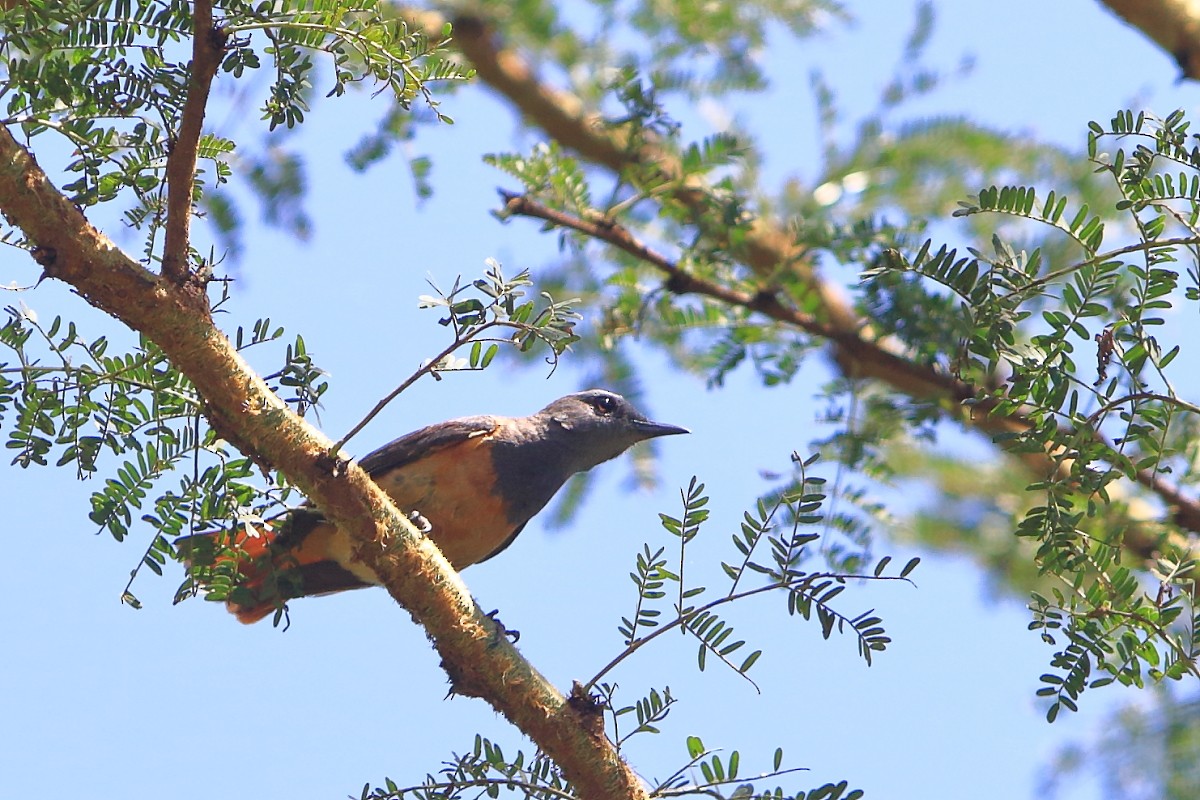 Little Rock-Thrush - ML626646211