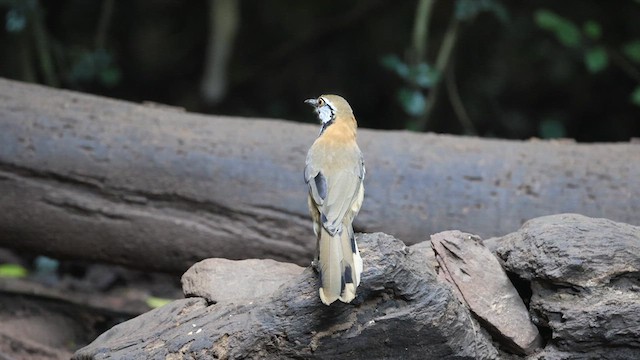 Lesser Necklaced Laughingthrush - ML626646235