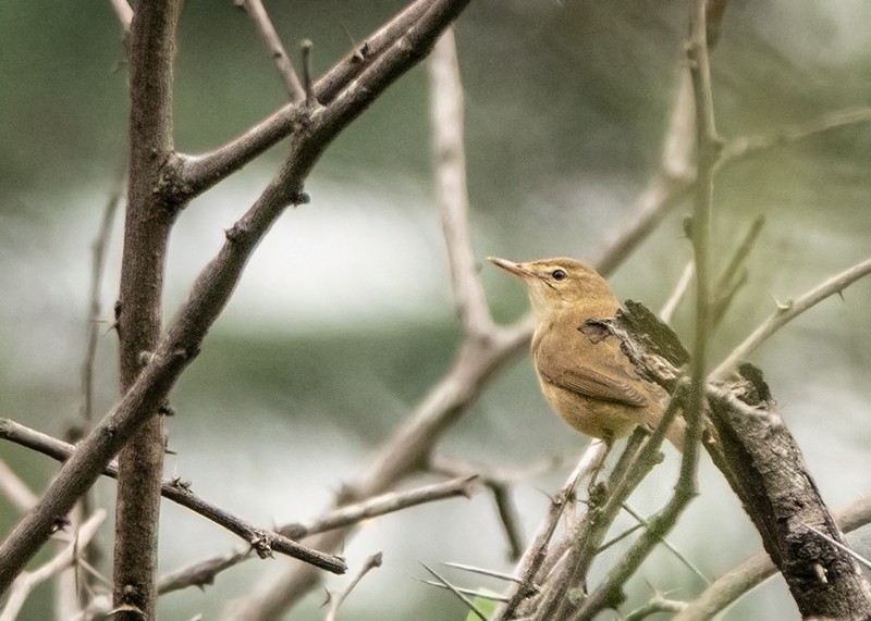 Sykes's Warbler - ML626646273