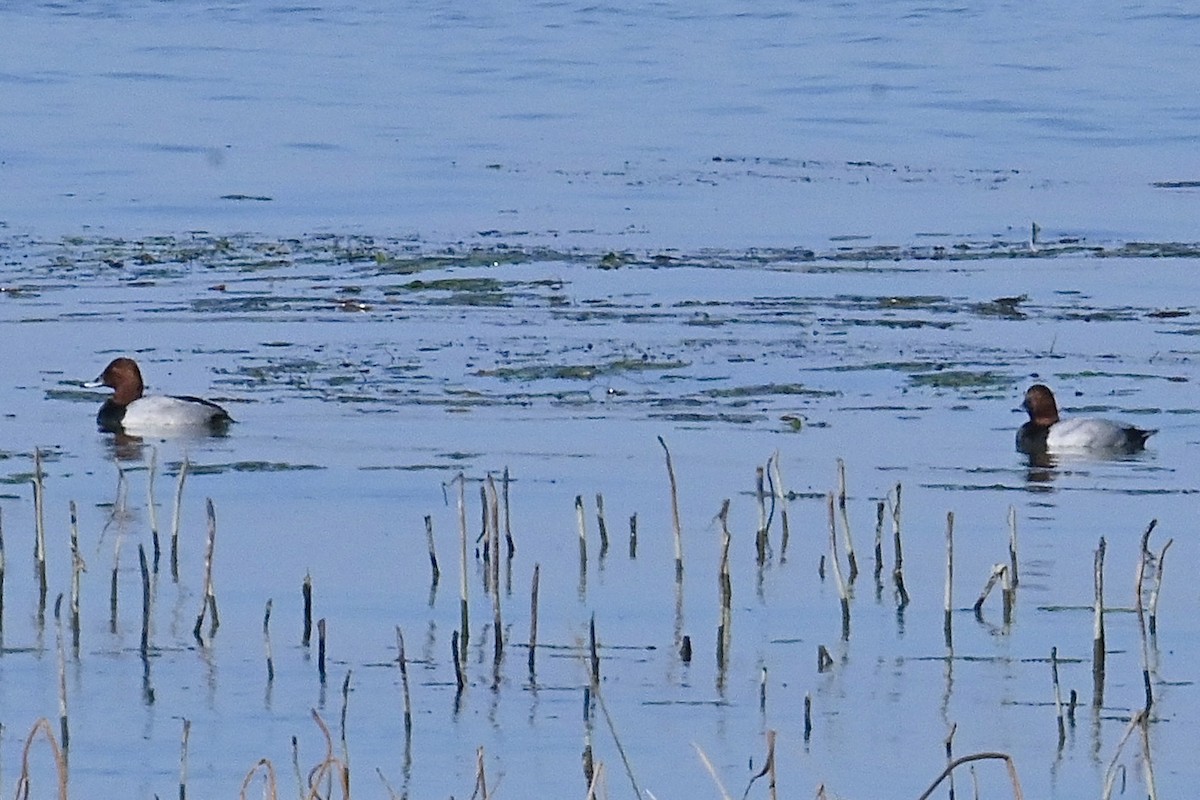 Fuligule milouin - ML626646395