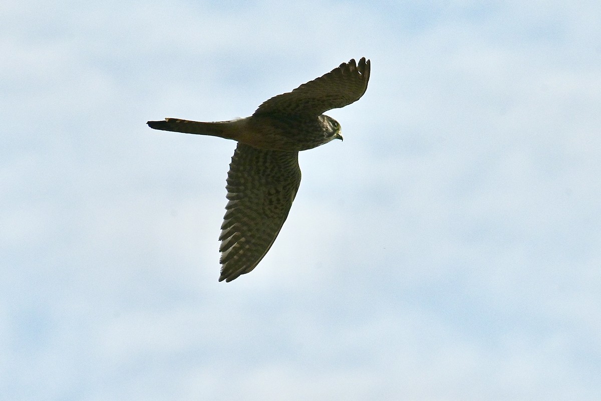 Faucon crécerelle - ML626646403