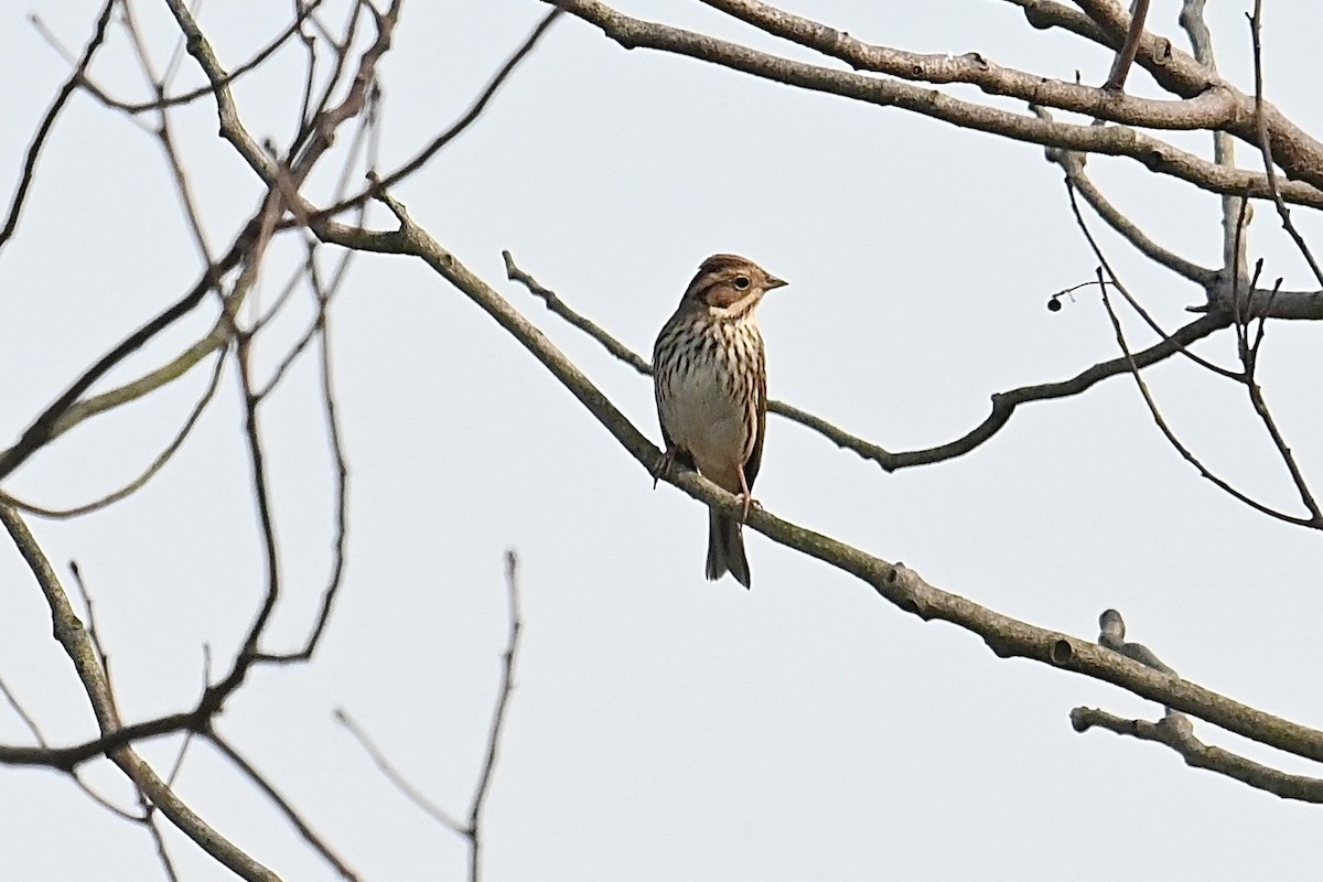 Bruant nain - ML626646405