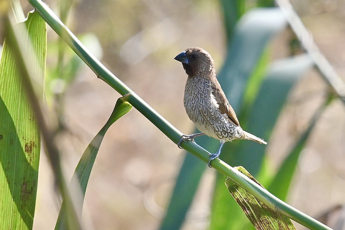 Capucin damier - ML626646418
