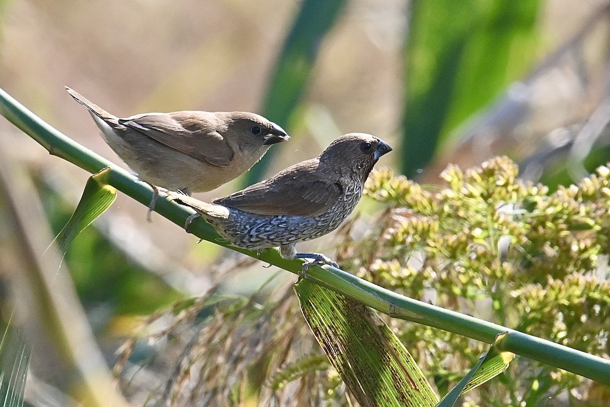 Capucin damier - ML626646419