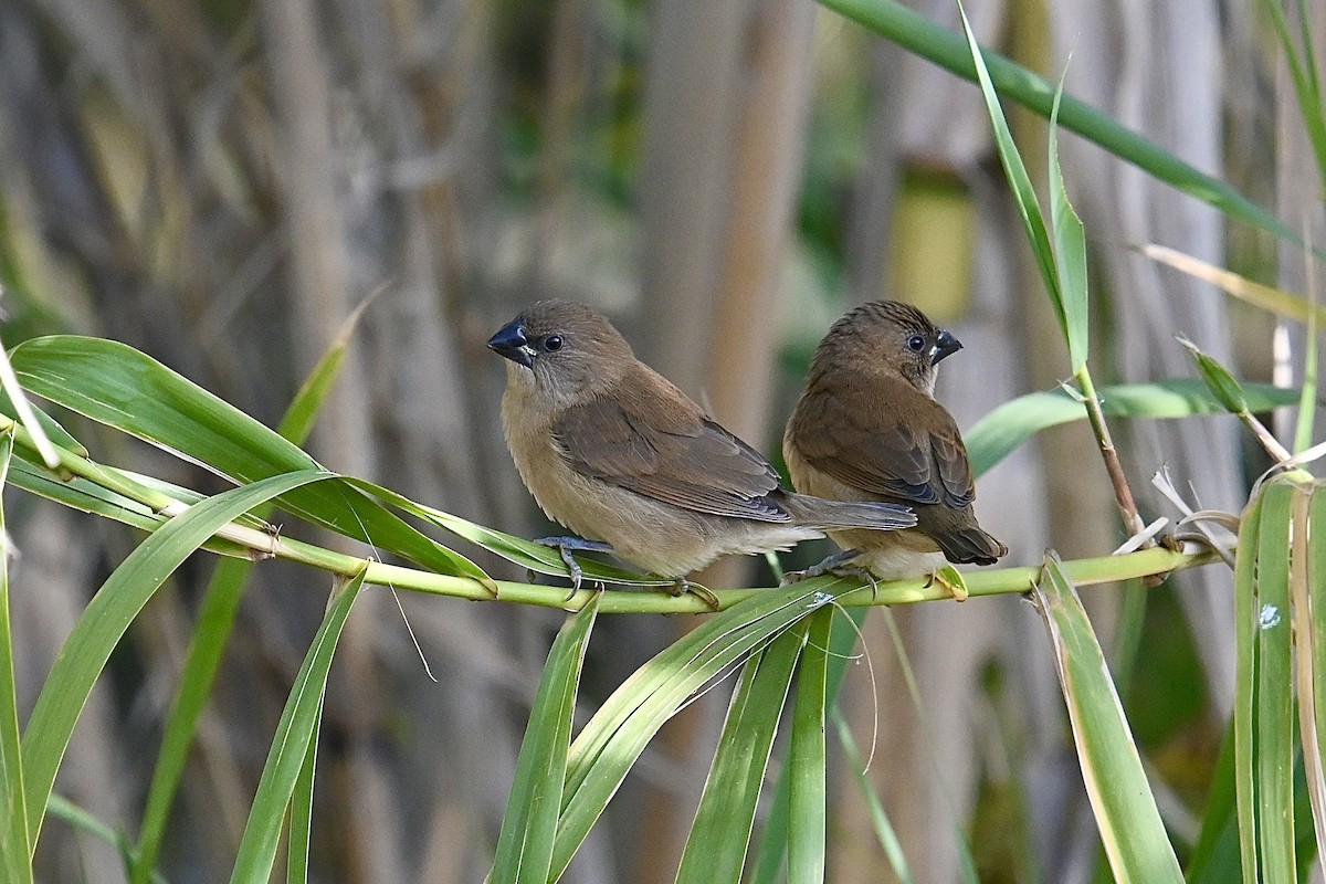 Capucin damier - ML626646420