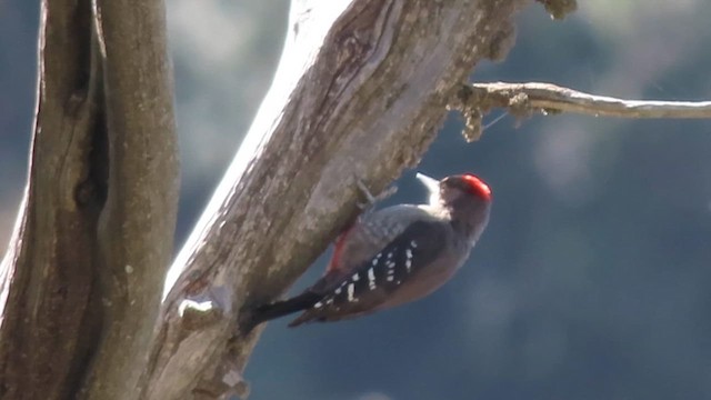 Arabian Woodpecker - ML626646481