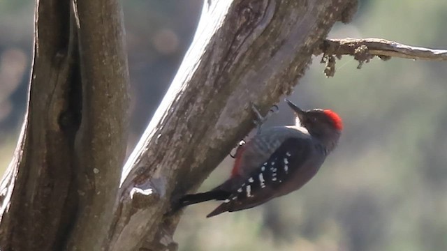 Arabian Woodpecker - ML626646485